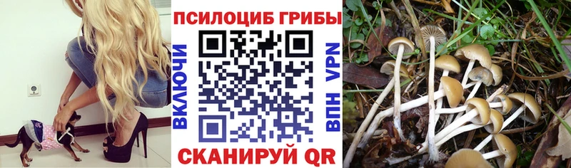 kraken рабочий сайт  Геленджик  Галлюциногенные грибы Psilocybine cubensis 